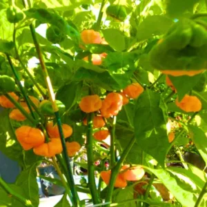 Rare Hot Pepper Seedlings Chili Plants - Combo 4 Peppers Plants