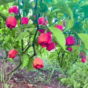 Rare Hot Pepper Seedlings Chili Plants - Combo 4 Peppers Plants