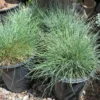 Ornamental Grass Plants - Set of 2 Live Grasses in 4 Inch Pots for Home Decor