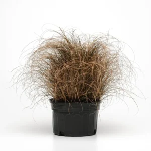 Live Grass Plants - Ornamental Ground Cover, 6 Inch Potted, Landscaping