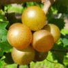 Muscadine Grape Plant Live - Hardy Vine - 4 Inch Pot - Home Garden