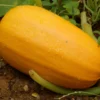 Spaghetti Squash Plant - Live Vegetable Plant - 4 Inch Potted - Garden Ready