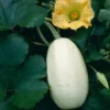 Spaghetti Squash Plant Seedling - 4 Inch Pot - Vegetable Plant for Gardening