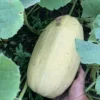 Spaghetti Squash Plant, Spaghetti Squash Plant For Planting Outdoors, Starter Plant In 4 Inches Pot