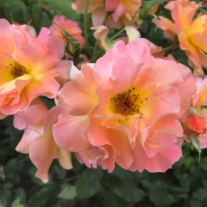 Rose Bush Live Plant 4 Inch Potted - Flowering Roses to Ornament