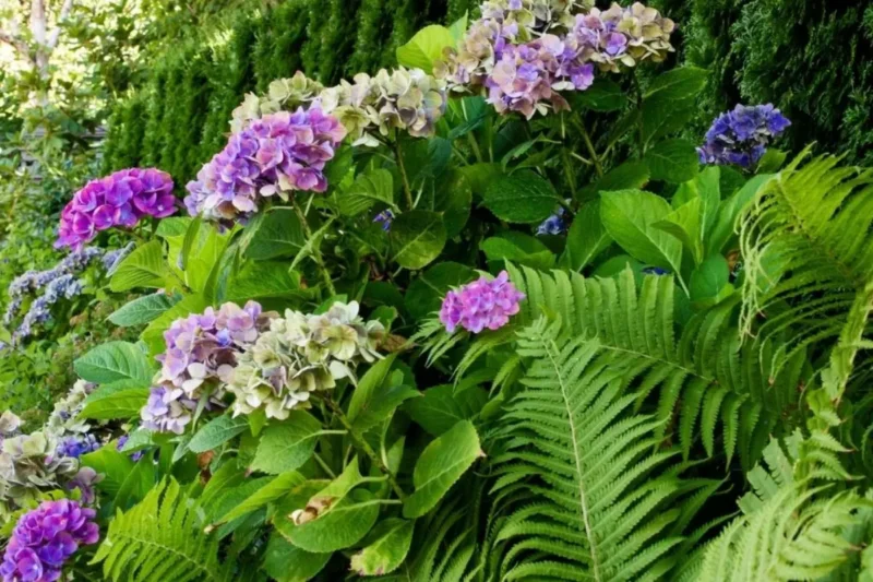 Wee Bit Giddy Hydrangea companion with ferns