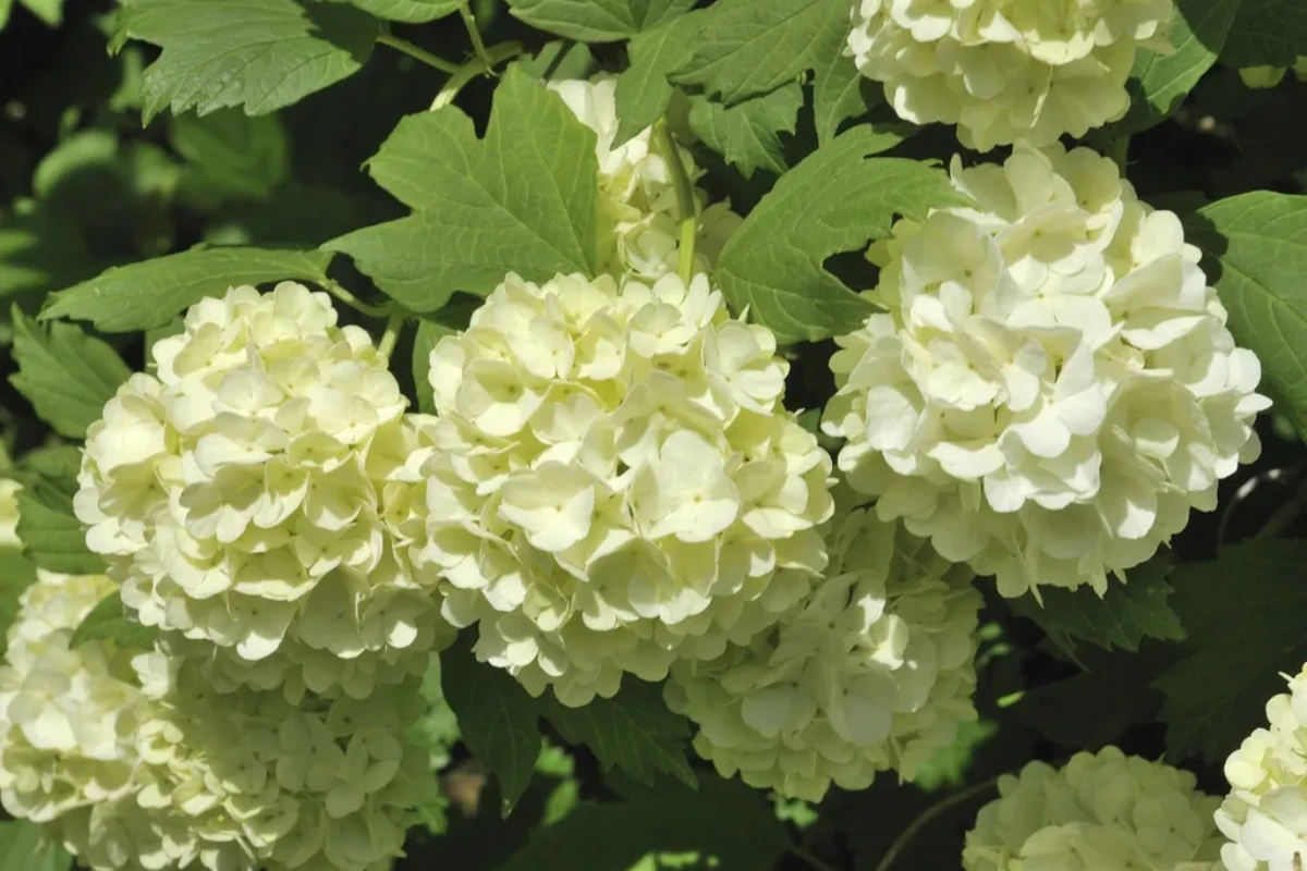 Snowball Bush vs Hydrangea: Which is the Perfect Fit for Your Garden? 1 Old Fashioned Snowball Bush