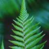 Hay Scented Fern Live Plant - 5 Bare Root Fern Plants - 4-6 Inches Tall