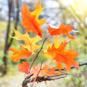 Red Oak Tree Live Plant - 18-24'' Bare Root Seedling for Gardening