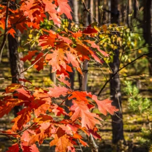 Red Oak Tree Live Plant - 18-24'' Bare Root Seedling for Gardening