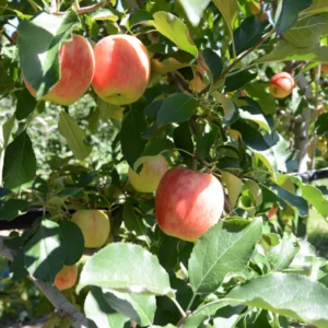 Gala Apple Tree Live Plant - 18-24 Inch Bare Root Apple Fruit Tree for Garden Outdoor