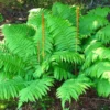 Cinnamon Fern Live Plant 10 Pack - Bare Root Shrub Plant 4-6 Inches