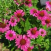 Purple Coneflower Plants - 15 Echinacea Purpurea Bare Roots, 4-6 Inches, Live Flower Plant
