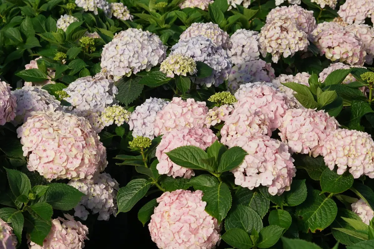 Snowball Bush vs Hydrangea: Which is the Perfect Fit for Your Garden? 2 hydrangeas for small gardens
