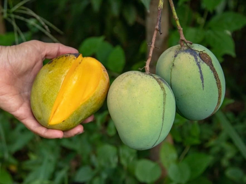 Cotton Candy Mango fruits