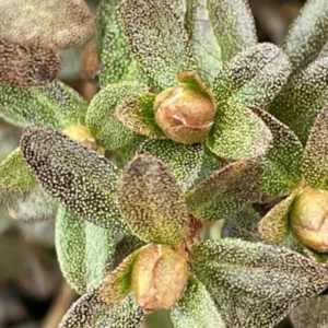 Yellow Rhododendron Plant Live - Azalea Bush - Ready to Plant - Outdoor Shrub