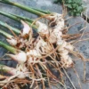 Galanga Thai Ginger Live Plants - 4 Starter Herb Plants - 5-6 Inch Tall