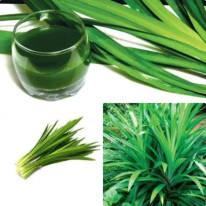 Pandan Plant - Fragrant Leaf Starter Plant Clump, 4-6 Inches Tall