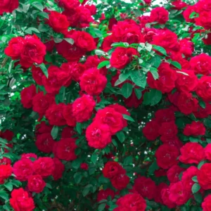 Red Sunrosa Mini Rose Live Plants Bush Set - Outdoor Roses, 4-10 Inch, Cold Hardy