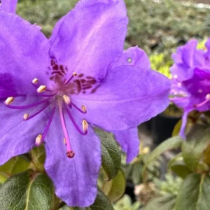 Deep Violet-Blue Rhododendron Live Plant Shrub - Fragrant Azalea, Outdoor Planting