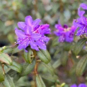 Deep Violet-Blue Rhododendron Live Plant Shrub - Fragrant Azalea, Outdoor Planting