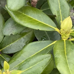 Lavender Rhododendron Live Plant - Fragrant Azalea Bush - Ready to Plant