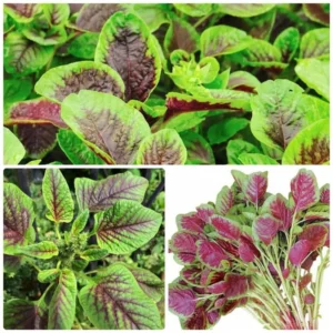 Callaloo Amaranth Spinach Seeds 2500 Mixed White Red Green Vegetable Garden