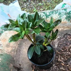 Rhododendron Plant - 1-2 Yr Old Azalea Bush Shrub Tree - Blue Bronze - Live In Pot