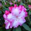 Light Pink Rhododendron Azalea Bush Shrub Tree Plant - 1-2 Year Old Live Plant