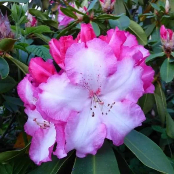 Light Pink Rhododendron Azalea Bush Shrub Tree Plant - 1-2 Year Old Live Plant