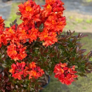 Rhododendron Plant 1-2 Yr Old Live Azalea Bush Shrub Tree Orange-Red Blossoms