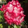 Rhododendron Plant - 1-2 Year Old Azalea Bush Shrub - Red & White Blooms