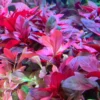 Dark Red Ludwigia Aquarium Plants Live - 5-7 Stems Freshwater Aquatic Plants