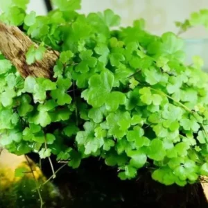 Japanese Dwarf Pennywort Live Aquarium Plant Bundle - Freshwater Easy Grow