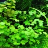 Dwarf Pennywort Live Aquarium Plants - 5-7 Stems - Freshwater Tank Decor