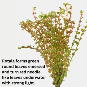 Red Rotala Rotundifolia Live Aquarium Plants - 5-7 Stems - Freshwater Aquatic