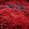Red Rotala Rotundifolia Aquarium Plants - Live Rotala Bundle for Freshwater Aquariums