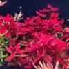 Ludwigia Aquatic Plants - Super Red Aquarium Plants Bundle - 5-7 Stems - Freshwater Live
