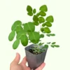 Moringa Plant Live Malunggay Seedling - 2.5" Pot - Drumstick Horseradish Tree