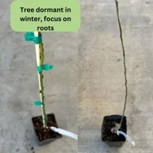 Apricot Trees Live Plant - 2 Bare Root Trees 1-2 ft - Home Garden Fresh Fruit