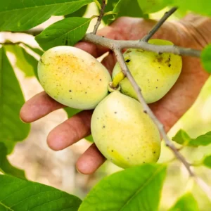 Pawpaw Trees - 2 Live Asimina Triloba Tree Starters - 5-7 Inch Plants