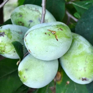 Pawpaw Trees - 2 Live Asimina Triloba Tree Starters - 5-7 Inch Plants