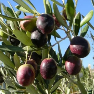 Arbequina Olive Tree Plant Starter 4-6 Inches - Hardy Outdoor Live Plant