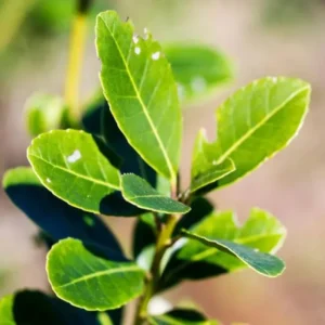 Yerba Mate Plants 2-Pack Live Starter Trees 4-6 Inches Tall