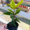 Bay Leaf Plants Laurus Nobilis Pack 2, 4-9 Inch Starter Trees