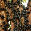 Jabuticaba Tree Live Plant - 10-12 Inch Brazilian Grape Seedling