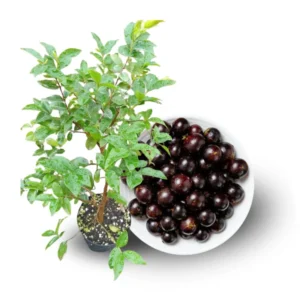Black Jaboticaba Tree Live Plant - 1 Year Old Seedling - 1 Feet Tall
