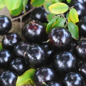 Black Jaboticaba Tree Live Plant - 1 Year Old Seedling - 1 Feet Tall
