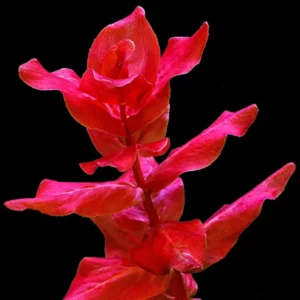 Red Ludwigia Repens Aquarium Plant - 5-7 Live Stems - Vibrant Red Aquatic Decor