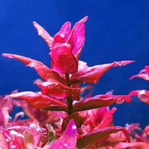 Red Ludwigia Repens Aquarium Plant - 5-7 Live Stems - Vibrant Red Aquatic Decor